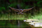 Barn Swallow (Hirundo rustica) in flight, Hungary