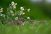 European ground squirrel (Spermophilus citellus) female and babbies feeding on grass, Hungary