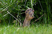 European ground squirrel (Spermophilus citellus) babby feeding on grass, Hungary
