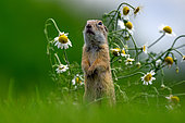 European ground squirrel (Spermophilus citellus) standing up, Hungary