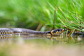 Grass snake (Natrix natrix) with a spider on the head, Hungary