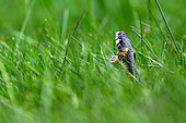 Grass snake (Natrix natrix), yawning in grass, Hungary