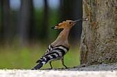 Eurasian Hoopoe (Upupa epops) feeding chicks, Hungary