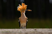 Eurasian Hoopoe (Upupa epops), with a mole cricket in the beak, Hungary