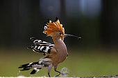Eurasian Hoopoe (Upupa epops), landing with an insect in the beak, Hungary