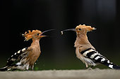 Eurasian (Upupa epops) male feeding the female, Hungary