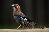 Eurasian Jay (Garrulus glandarius) drying after bath, Hungary