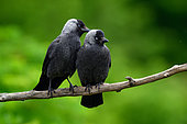 Western Jackdaw (Coloeus monedula) pair grooming, Hungary