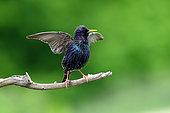 Common Starling Sturnus vulgaris) displaying, Hungary