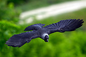 Western Jackdaw (Coloeus monedula) in flight with insects in the beak, Hungary