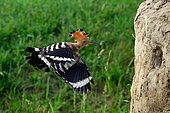 Eurasian Hoopoe (Upupa epops), in flight with a bug in the beak, Hungary