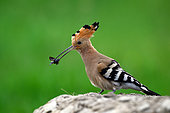 Eurasian Hoopoe (Upupa epops), with a bug in the beak for the nestlings, Hungary