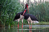 Black Stork (Ciconia nigra), pair displaying, Hongrie
