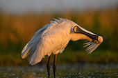 Eurasian Spoonbill (Platalea leucorodia), preening, Hungary