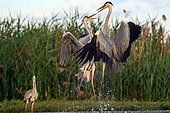 Grey Heron (Ardea cinerea) fight, Hungary