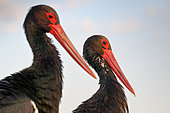 Black Stork (Ciconia nigra) portrait, Hungary