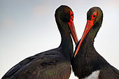 Black Stork (Ciconia nigra) a pair displaying, Hungary
