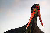 Black Stork (Ciconia nigra) a pair displaying, Hungary