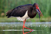 Black Stork (Ciconia nigra)with a fish in the beak, Hungary