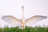 Great Egret (Ardea alba) landing, open wings, Hungary
