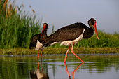 Black Stork (Ciconia nigra), pair, Hungary