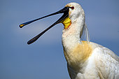 Eurasian Spoonbill (Platalea leucorodia), yawning, Hungary