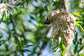 Eurasian Penduline Tit (Remiz pendulinus), leaving the nest, Hungary, Hungary