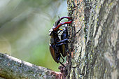 Stag beetle (Lucanus cervus), pair before the copulation, Hungary