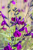 Jame Sage (Salvia x jamensis) 'Violette de Loire', autumn flowering