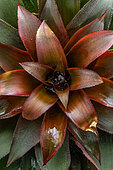 Nidularium (Nidularium sp.)