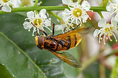 Hornet Mimic Hoverfly (Volucella zonaria) on Portugal Laurel (Prunus lusitanica) flowers, Bouches-du-Rhone, France
