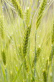 Triticale (x Triticosecale) spikes in May, Alpes-de-Haute-Provence, France