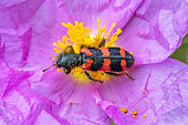 Checkered Beetle (Trichodes alvearius) on a Grey-leaved cistus (Cistus albidus) flower, Alpes-de-Haute-Provence, France