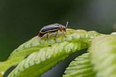 Elm-leaf beetle (Xanthogaleruca luteola) on Elm (Ulmus sp.) leaf, Gers, France