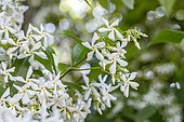 Star jasmine (Trachelospermum jasminoides) flowers