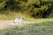 Grey wolf (Canis lupus), cub, Hautes-Fagnes, Belgium