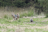 Grey wolf (Canis lupus), cubs, Hautes-Fagnes, Belgium