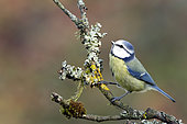 Blue tit (Cyanistes caeruleus) on a branch, Ardennes, Belgium