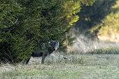Grey wolf (Canis lupus), Hautes-Fagnes, Belgium