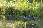 Canada Goose (Branta canadensis) on the water of a beaver dam, Ardennes, Belgium