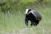 European badger (Meles meles) current, Ardennes, Belgium