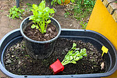 Celery plants (Apium graveolens dulce), Sarthe, France