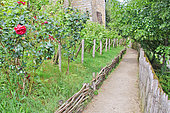 Vineyard of 150 vines on the hill of the Plantagenet city or Vieux Mans, Le Mans, Sarthe, France