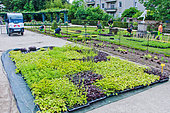 Flower plants for the plant garden. 14,000 plants needed for the garden, Le Mans, Sarthe, France