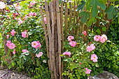 Rosebush at the entrance to the vegetable garden at the Arche de la Nature, Le Mans Métropole, Sarthe, France