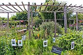 Jardin potager pédagogique et fleurs de l'Arche de la Nature, Le Mans, Sarthe, France