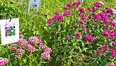 Educational vegetable and flower garden at the Arche de la Nature, Le Mans, Sarthe, France