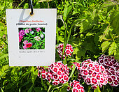 Louise" poet's carnation, Dianthus means Flower of God, Arche de la nature, Le Mans Métropole, Sarthe, France