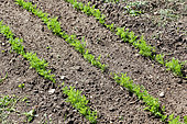 Carrot sowing in the ground, Sarthe, France
