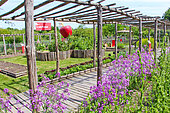 Dame's Rocket seed flowers, Arche de la nature educational garden, vegetable garden, flowers, fruit, Arche de la nature, Le Mans Métropole, Sarthe, France